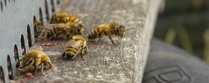 什么是内勤蜂？