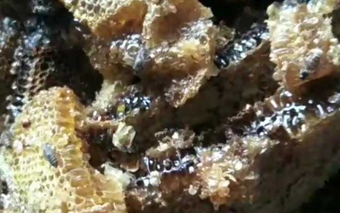 蜂巢蜜嚼后的渣渣能吃吗？