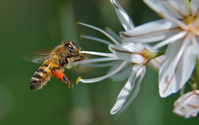 蜜蜂