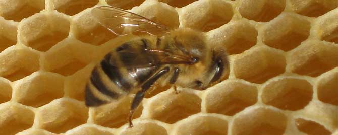 蜜蜂的信息素主要有哪些？
