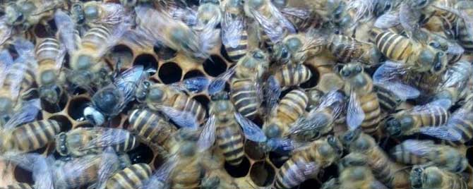 中蜂怎样合并蜂群？