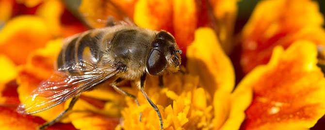 蜜蜂需要哪些营养物质？