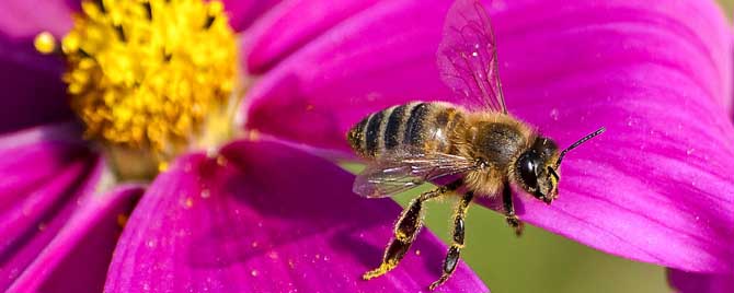 什么是工蜂信息素？