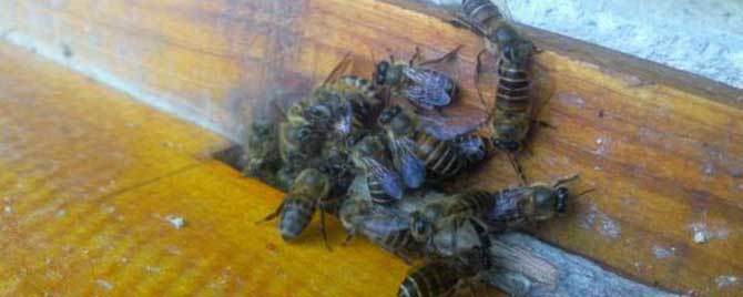 一个蜂群可自然分蜂几次？