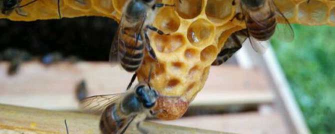 自然分蜂的过程是怎样的？