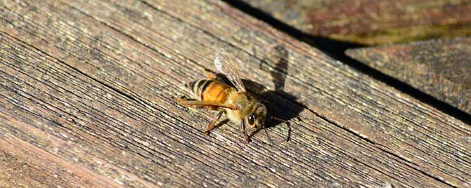 蜜蜂对湿度有什么要求？