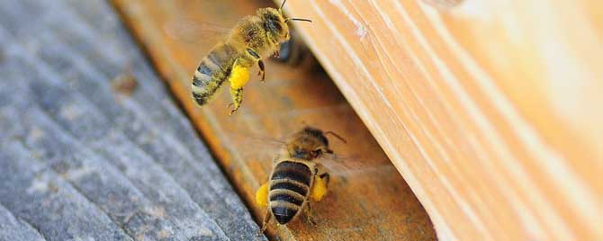 光对蜜蜂有什么影响？