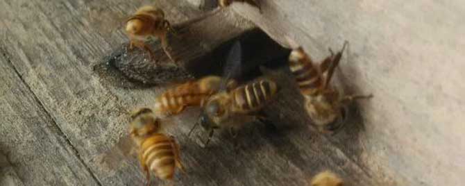 蜜蜂养殖需要哪些蜂具？