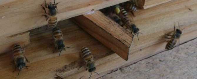 中蜂标准蜂箱尺寸是多少？