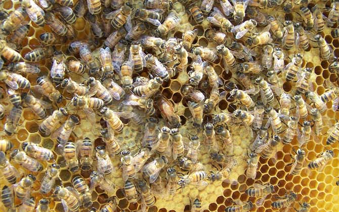 为什么蜜蜂越养越少了？