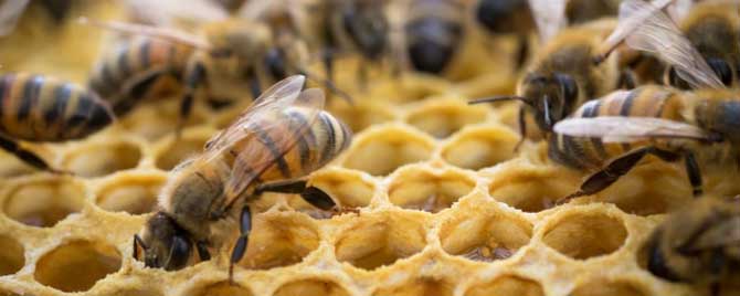 夏季蜂群管理要点有哪些？