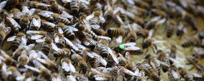 秋季蜂群管理要点有哪些？
