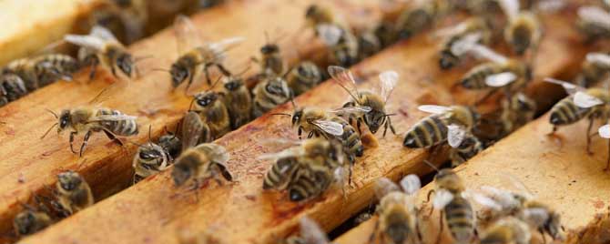 蜜蜂为什么要人工饲喂？