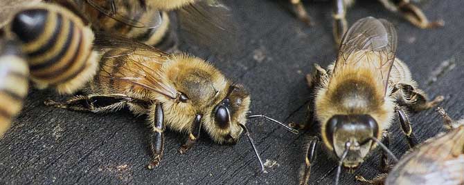 蜂群饲喂有几种方法？