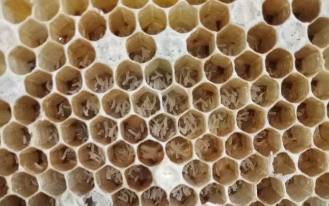 中蜂工蜂产卵补救方法