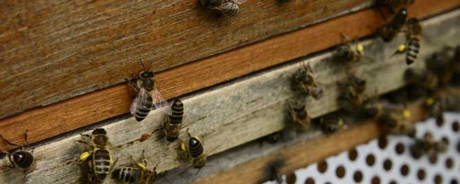 蜂群怎样安抚饲喂？