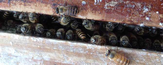 早春蜂群为什么要保温？