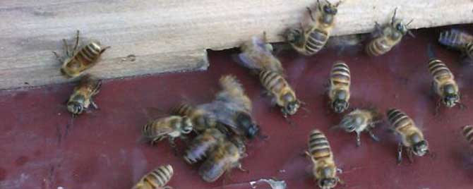 春季怎样给蜂群保温？