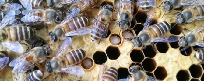 蜂群春衰有哪些原因？