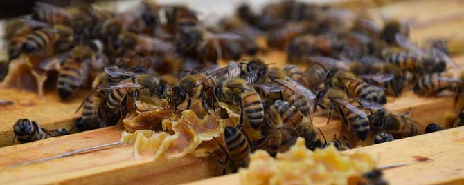 什么是蜂群春衰？