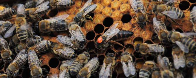 早春养蜂怎样扩大子圈？