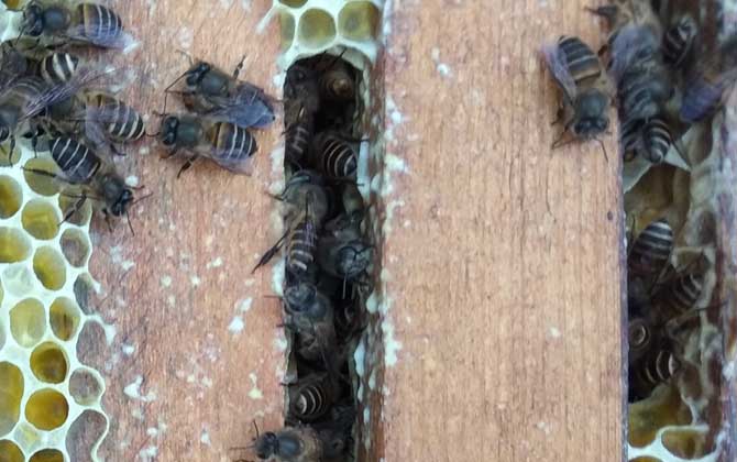 广东适合养什么中蜂种？