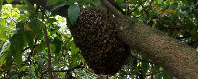 自然分蜂后原蜂群还有王吗？