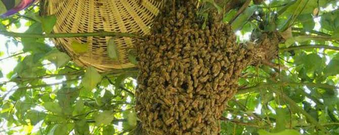 自然分蜂一般在什么时候？