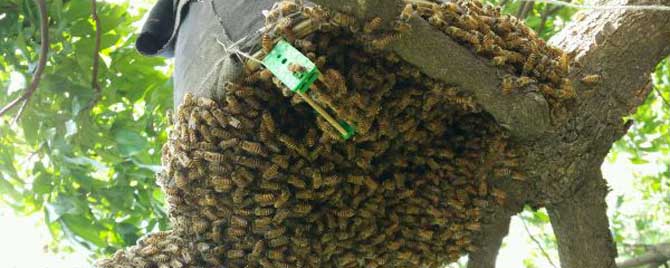 自然分蜂为什么会回蜂？