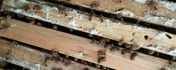如何判断蜂群越冬情况？