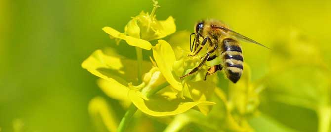 流蜜期蜂群管理要点有哪些？