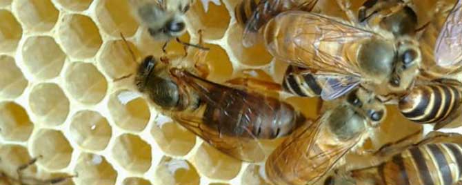 如何促使蜂群多造新脾？