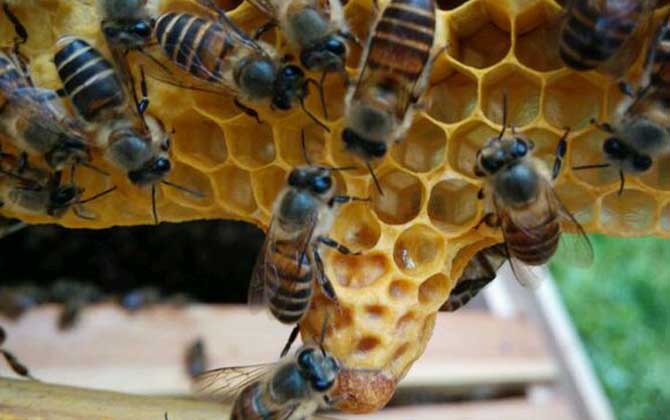 四,注意事项1,人工分蜂的最佳时间是王台趋于成熟时,此时蜂群本身就有