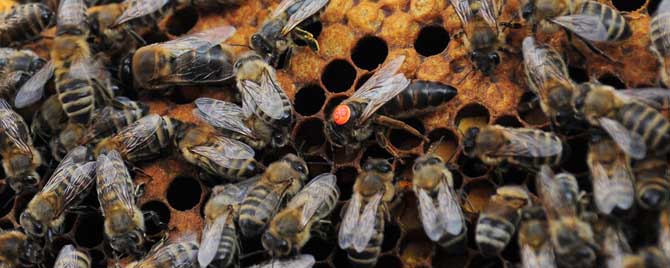 冬天缺蜜怎么饲喂蜜蜂？