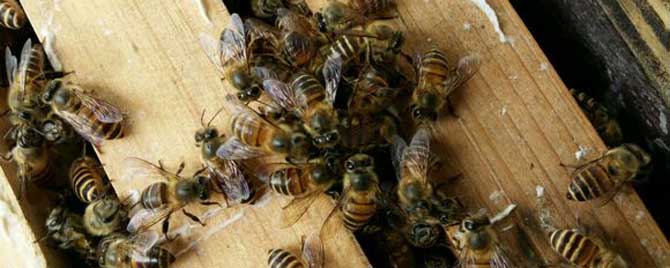 夏季怎样调整蜜蜂的群势？
