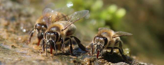 蜜蜂夏天太热会热死吗？