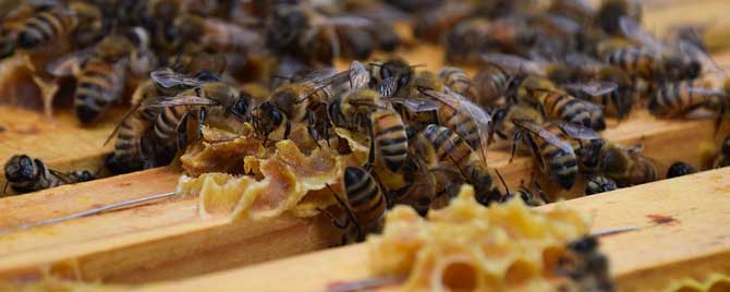 秋季怎样调整蜜蜂的群势？