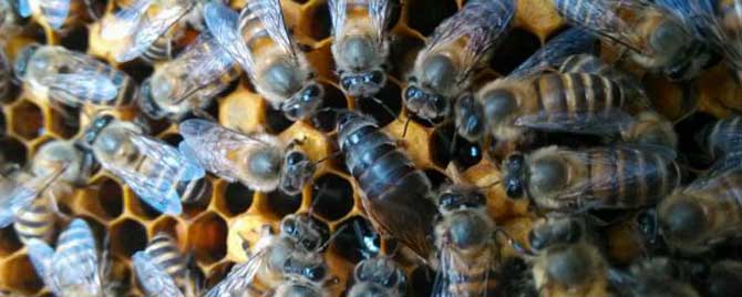 中蜂能不能养双王群？