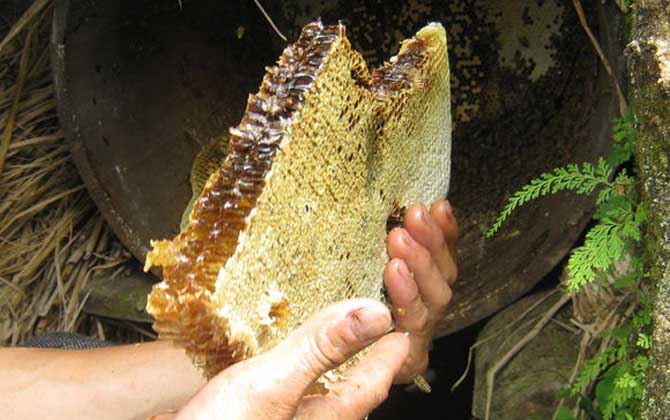 长期吃蜂巢蜜的危害有哪些？