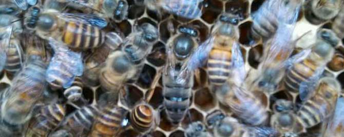 越冬期怎样检查蜂群？