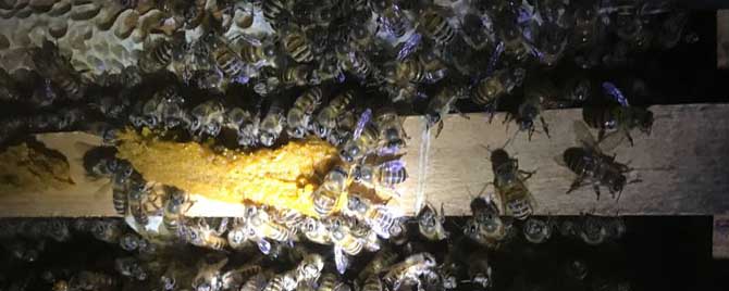 中蜂冬季管理的重点是什么？