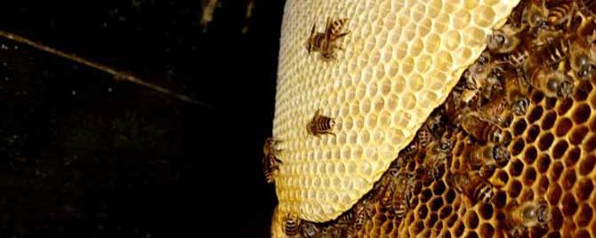 中蜂和意蜂有哪些不同？