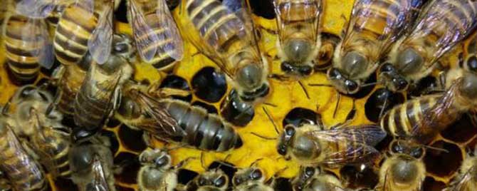 中蜂什么时候容易自然分蜂？