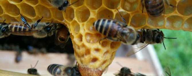 中蜂为什么容易自然分蜂？