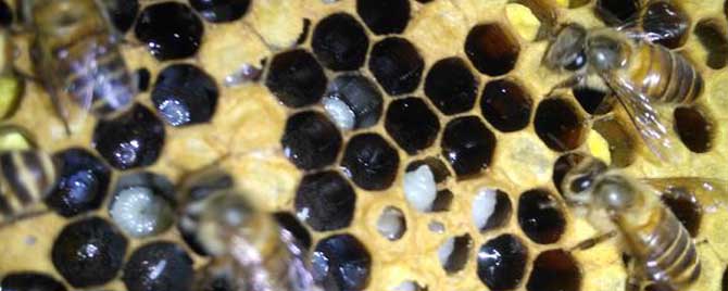 中蜂有哪些疾病？