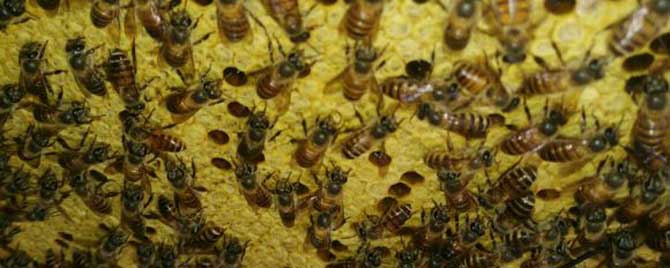 中蜂咬新脾是什么原因？