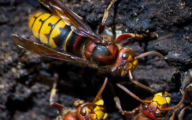 牛角蜂是什么蜂？并不特指某一种蜂，而是多种大型胡蜂的俗称！