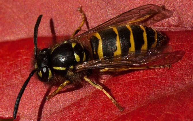牛角蜂是益虫还是害虫？