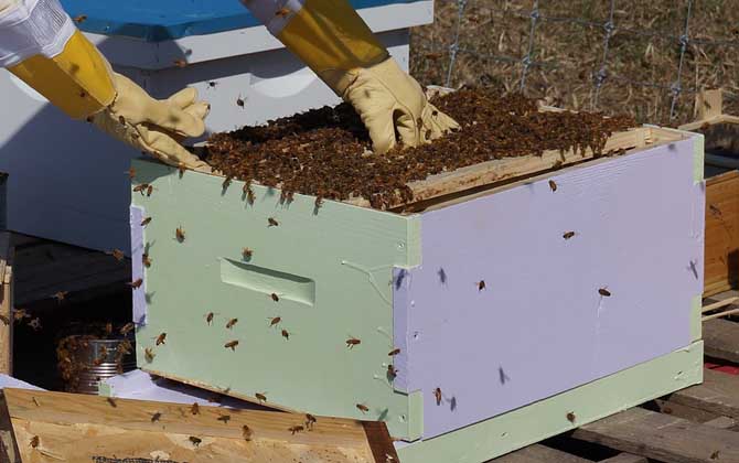 养蜂需要具备什么条件 养蜂需要具备什么条件呢