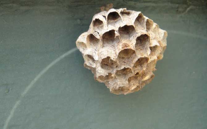 野生马蜂窝多少钱一斤？空蜂窝20～30元，有蜂蛹的要80元以上！